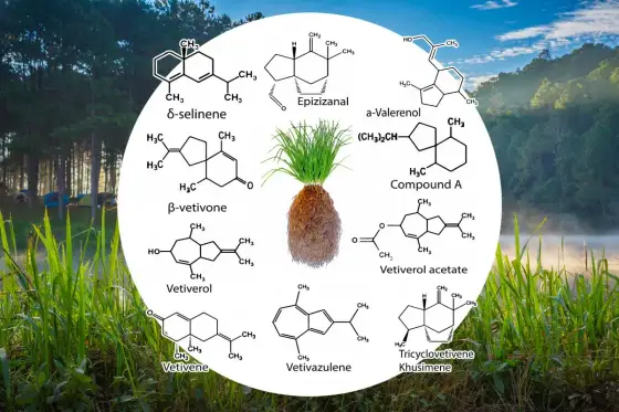 Vetiver für die Psyche - Wirkung, Anwendung und Grenzen